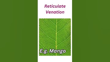 Reticulate venation and parallel venation