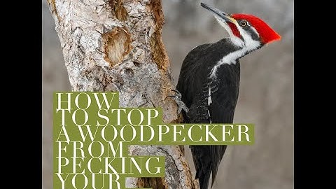 How to stop Woodpeckers from pecking your home