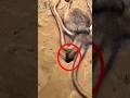 الاخطبوط يدخل الحفرة الضيقة Reels Fyp Viralvideo Shorts اخطبوط حيوانات Animals Octopus