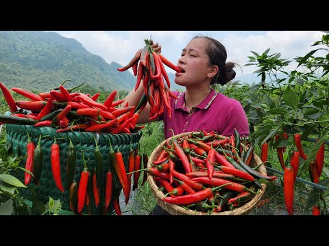 Harvesting Chili Garden Goes To The Market Sell - Lý Thị Ca