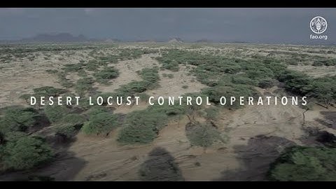 Desert Locust in Kenya - Control Operations in Turkana County