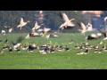 Bird control laser repels geese