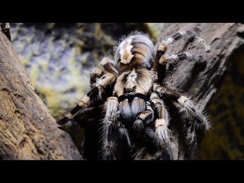 Tarantula moving with strong poison and quick - YouTube