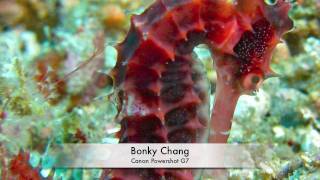 Bohol 2010 Easter Video 3