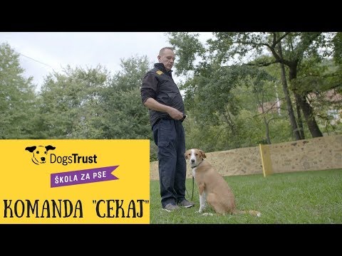 Video: Kako Naučiti Psa Ukaza 