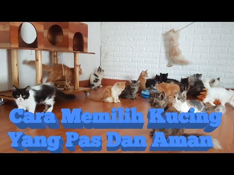 Video: Cara Memilih Anak Kucing Yang Sehat