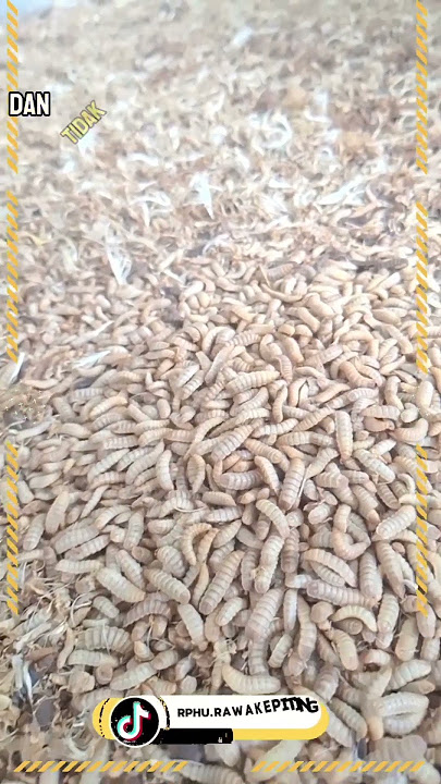 PERBEDAAN MAGGOT DAN BELATUNG #rphurawakepiting #magotbsf #hewan #belatungviral #budidayamaggot #bsf