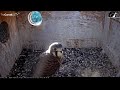 Final Three American Kestrel Chicks Fledge One After Another! – June 12, 2021