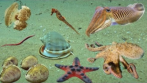 Lặn Biển Bắt Được Cá Ngựa Bạch Tuộc Mực Nang Và Nhiều Loại Hải Sản | Cảnh 86