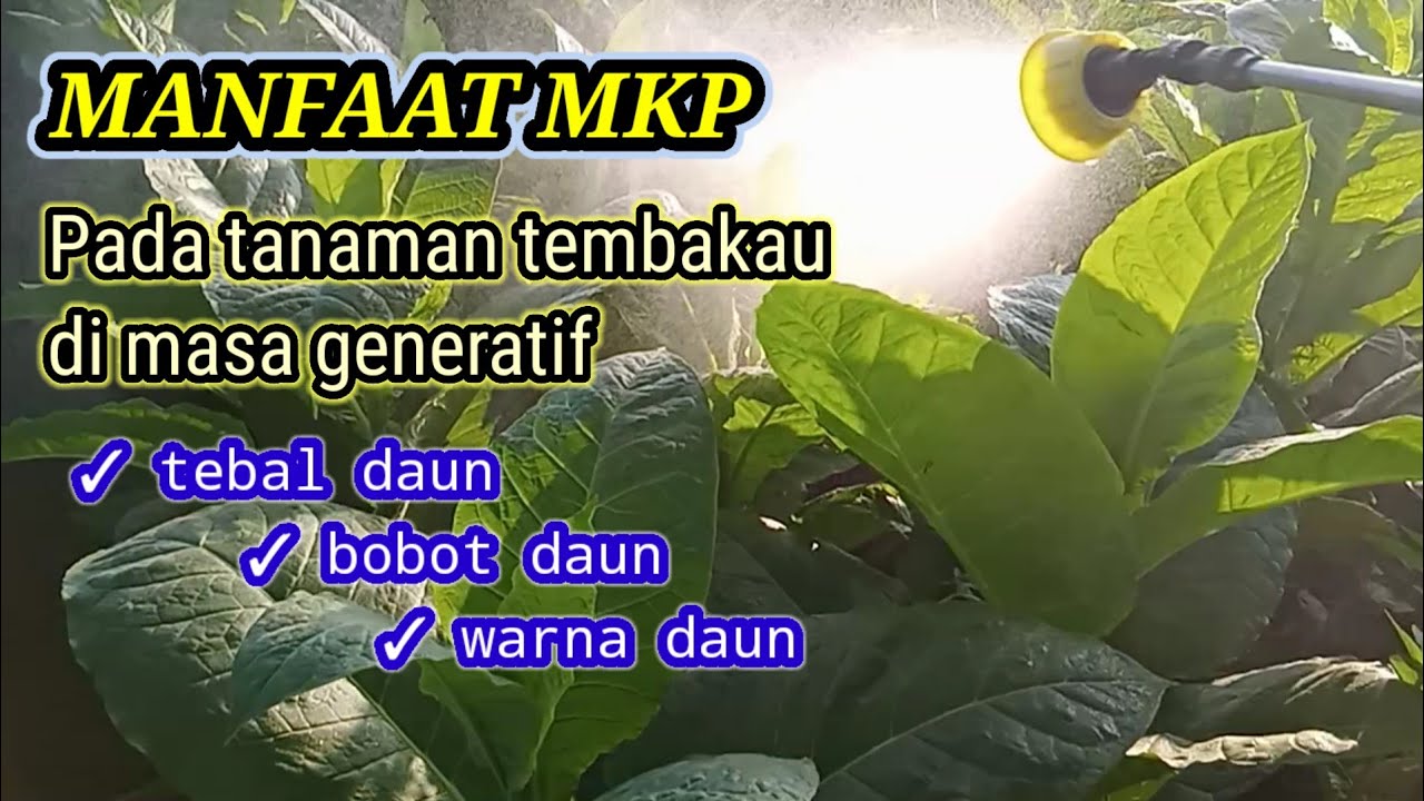 MANFAAT PENYEMPROTAN MKP PADA TANAMAN TEMBAKAU (@hartonopetanimuda
