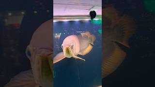 Arowana...#fish #fishing #travel #viral #happiness #trending #shortvideo #new #shortvideo #love