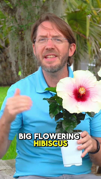 Bloomselect collection - Hibiscus Flora