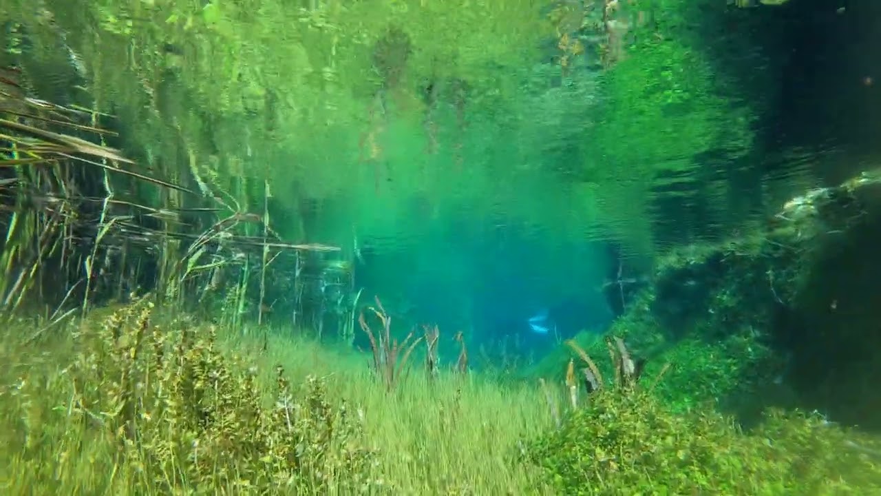 Snorkel Ewens Ponds - Yieuuuuuwens! -Ep 83