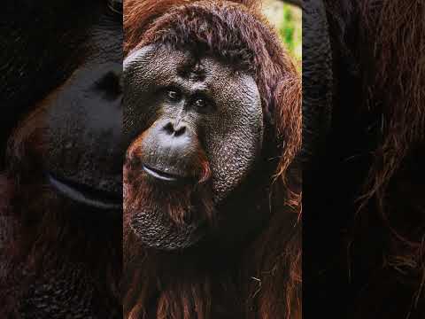 Умные обезьяны из тропиков #calmshorts #животные #youtubeshorts #monkey #nature animals #shorts