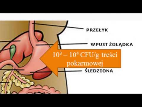 Wideo: Morfogeneza Ogona I Włókien Ogona T4