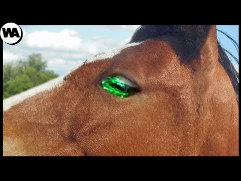 Vidéo: Qu'est-ce qu'un cheval aux yeux lunaires ?