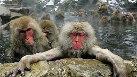 Wally Warning "No Monkey"  Funny Monkey´s Edition