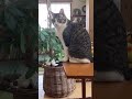 Cats with questionable behavior | Funny cats and animals videos ep18 #cat #funnycats #catvideos