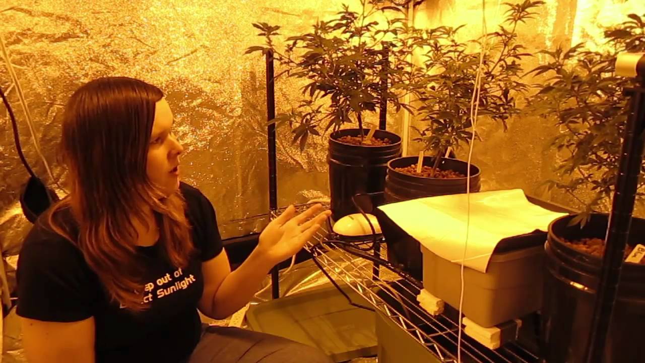 Botany Basics YouTube