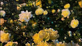 Sondae - Perfect Peace (lyrics in dscpt)