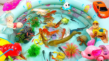 ĐỘNG VẬT DỄ THƯƠNG,CÁ DỌN BỂ,CÁ TRÊ,CÁ MẬP,CÁ SẤU,CÁ ĐUỐI,BẠCH TUỘC,SỨA