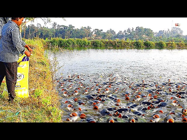 Tilapia Fish Farming || How to Feed Monosex Tilapia class=