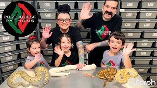 Famous The BEST Ultramel Ball Python Combos With Portuguese Pythons Wealth