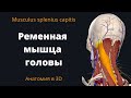 Ременная мышца головы. Musculus splenius capitis. Краткий 3-D обзор.