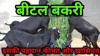 बकरी की टॉप नस्ल बीटल नस्ल कैसे पहचाने | Beetal goat Farming - Characteristics,milk and sale price