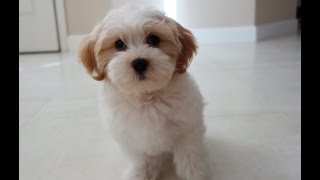 DANCING Havanese puppy