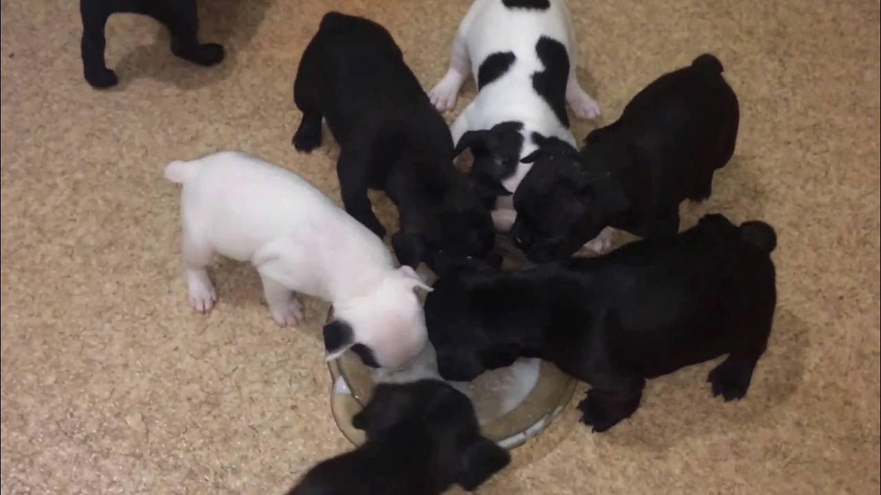 Витаминно минеральная подкормка для щенков. Кормовая добавка для собак фитокальцевит. Кормление щенков до отъема. Геронтодог витамины для собак. Фитокальцевит для собак 500 гр.