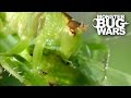 Balloon Winged Katydid Vs Tree Centipede | MONSTER BUG WARS