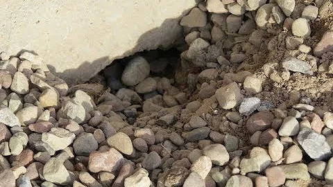 The Battle of the Critter Under My Garage Slab