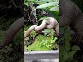 caykieng #bonsai #caytrong #cayantrai