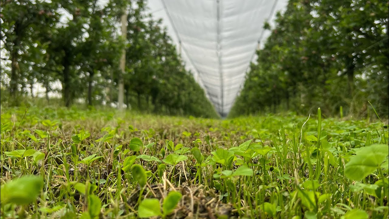 ლაგოდეხში გაშენებული სასოფლო სამეურნეო წალკოტი და პირველი ქართული აგრო IPO 🍏🍎🍐🍊🍋🌽🍅
