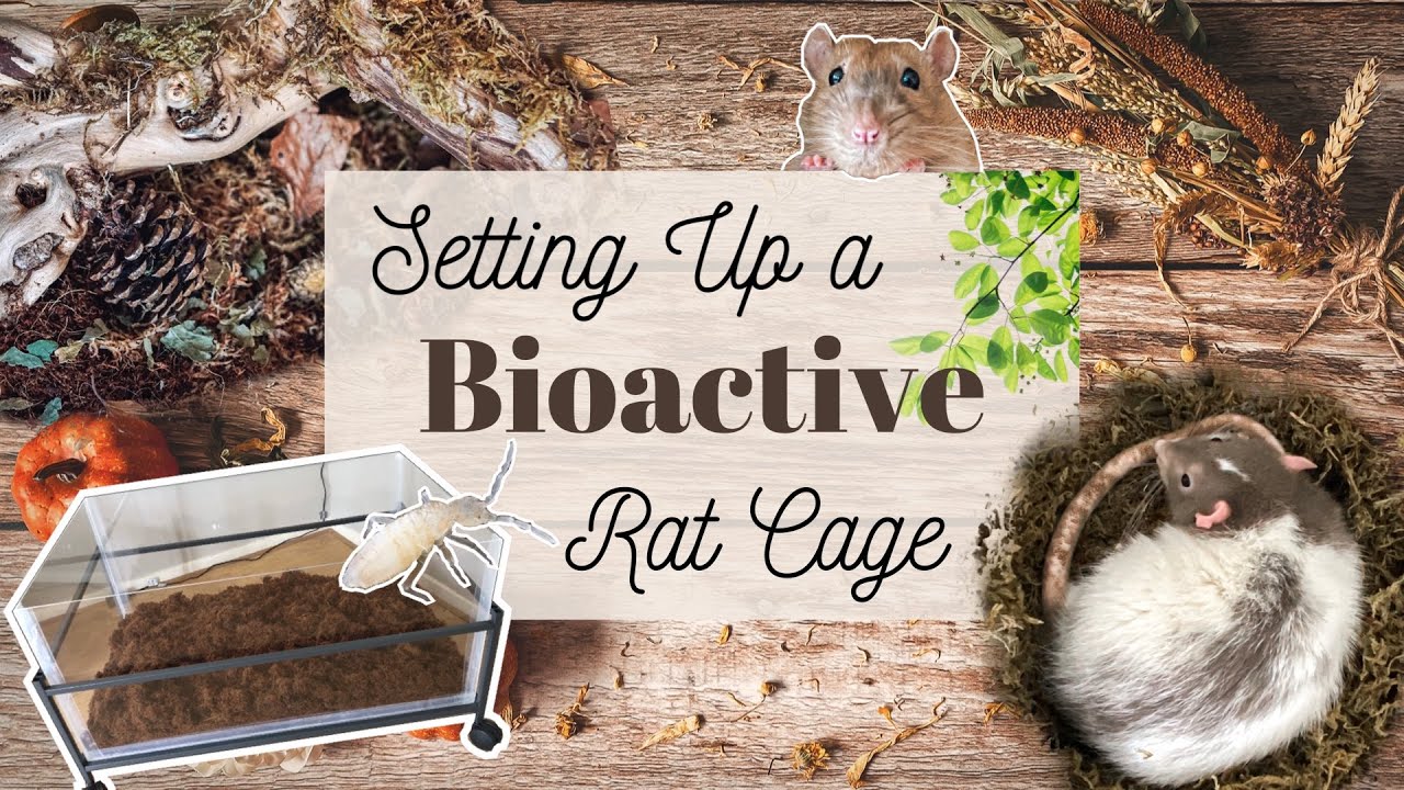 How to set up a Rat cage 