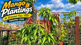 Details Mango Plantings In Ground this Year - September 2026 Guide