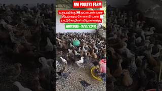 சோனாலி கோழிகள் விற்பனைக்கு #சோனாலி #கோழி #கோழிகுஞ்சுகள் #கோழிப்பண்ணை #sonalichicks #chickenfarm