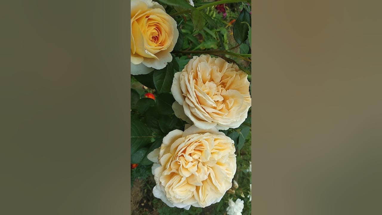 21. Роза Bella Di Todi. Barni. Роза Белла ди Тоди. Июль 2019 - YouTube