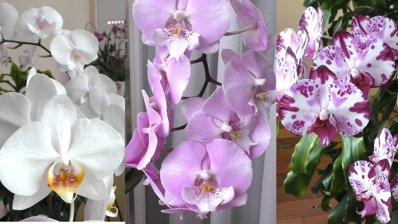 Как отличить орхидею. Орхидея фаленопсис Биг лип. Орхидея Биг лип Метеор. Орхидея фаленопсис Биг лип белый.