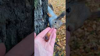 Кусь от белки 🐿️😆 #nature #animals #squirrel