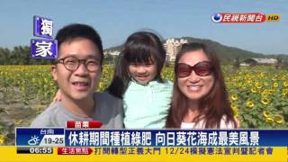 通霄花海令人驚艷香港、新加坡遊客慕名來－民視新聞