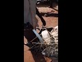 PEELING AND CUTTING SUGARCANE