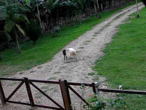 tiquinho e stopa round1.avi