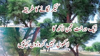 Keekar farming in pakistan / Keekar farming  / Tree farming / tree bisnuss in pakistan / keekar