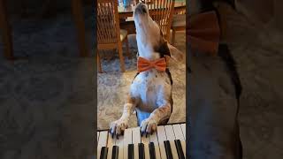 I've Got That Friday Feeling Aroo!!!🎶🎹 #Dogreels #Buddymercury #Pianodog #Howling #Halloweeen2022