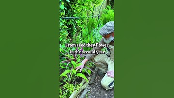 Thumbnail of How to grow foxgloves