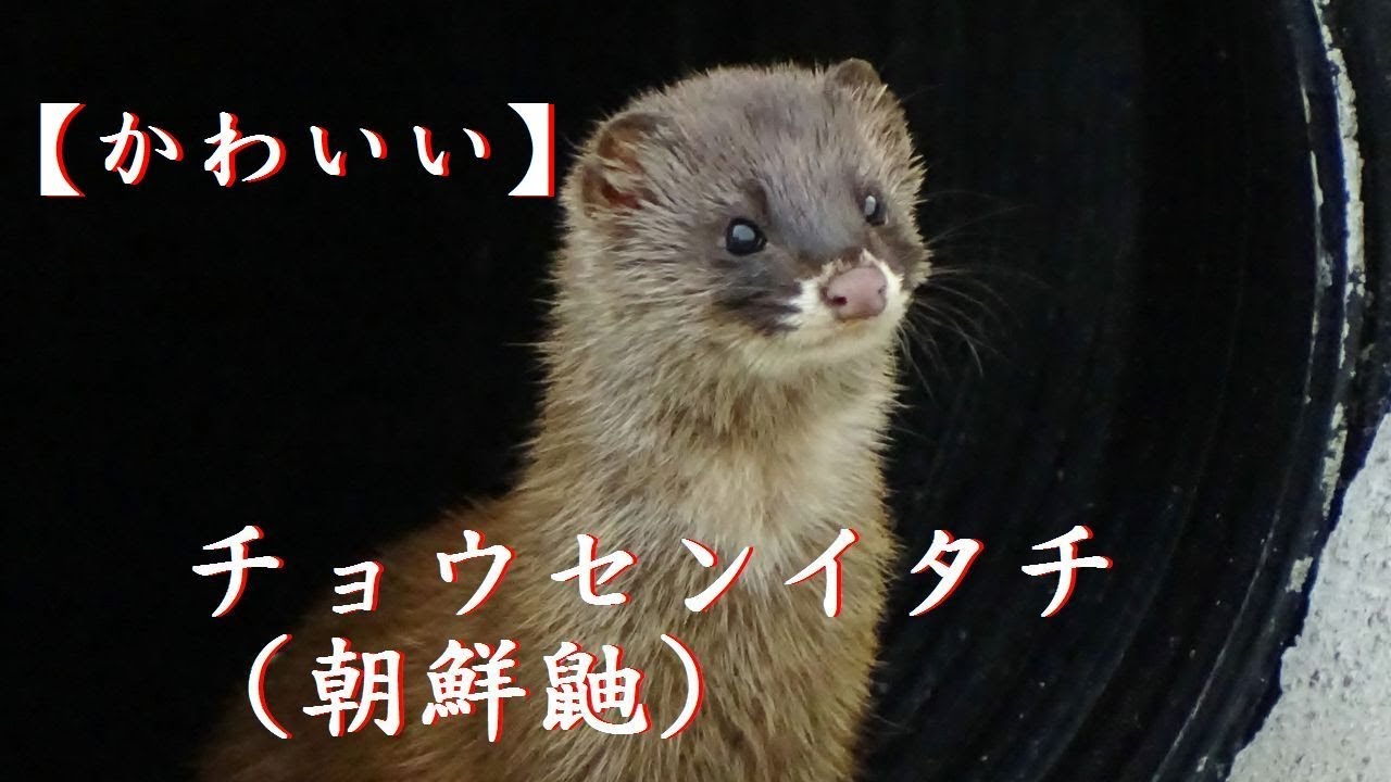 かわいいイタチ Cute Korea Weasel Appeared Suddenly チョウセンイタチ タヌキ が突然現れました Youtube