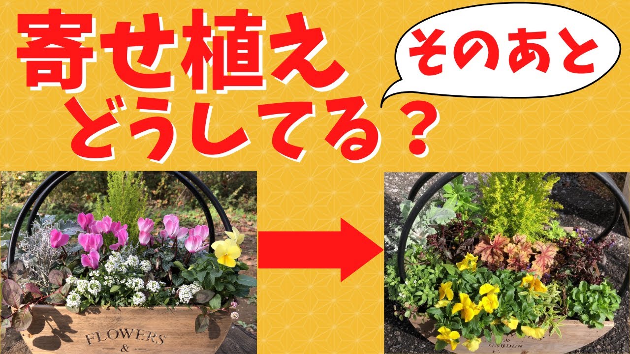寄せ植え】イメージチェンジ/苗を追加/移植/単品植えに/土も再利用