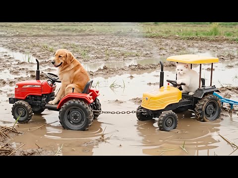 Cat cartoon 🚜 tractor cartoon 🤪 gadi wala cartoon 🚜 suraj Star Kids